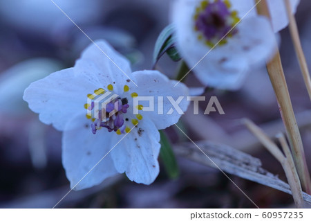 Winter fairy 60957235