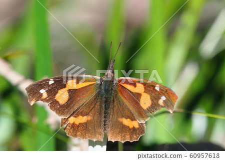 Proboscis (male) 60957618