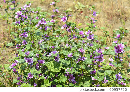 Zeniaoi (Qian Ao) 60957730