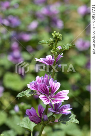 Zeniaoi (Qian Ao) Zeniaoi (Qian Ao) 60957731