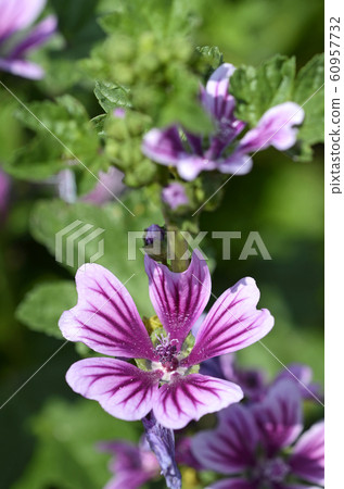 Zeniaoi (Qian Ao) 60957732