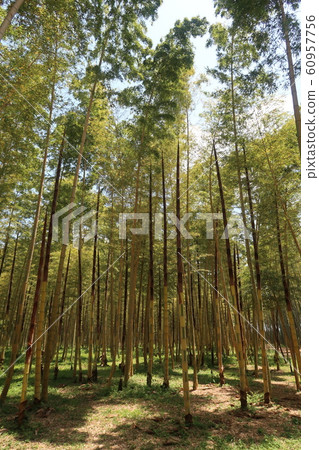 竹林 竹林 60957756