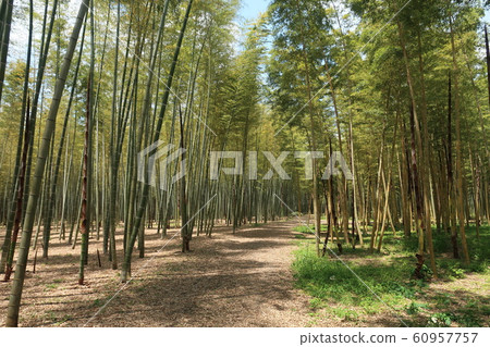 竹林 竹林 60957757