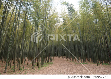 竹林 竹林 60957758