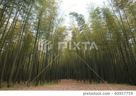 竹林 竹林 60957759
