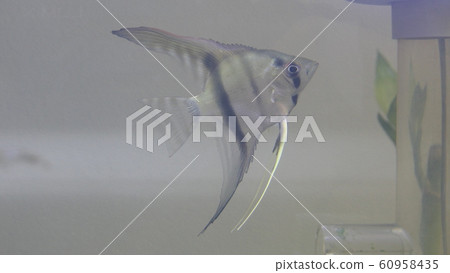 aquarium aquarium 60958435