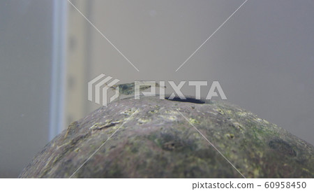 aquarium aquarium 60958450