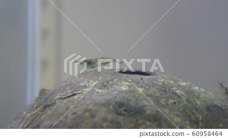 aquarium aquarium 60958464