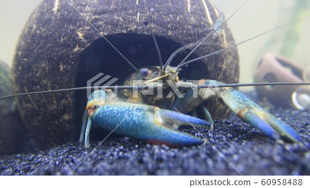 aquarium aquarium 60958488