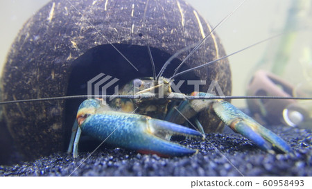 aquarium aquarium 60958493