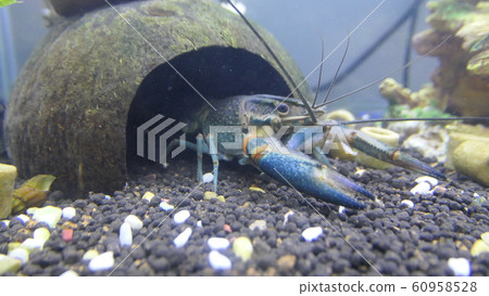 水族館 水族館 60958528