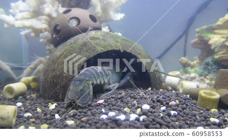 aquarium aquarium 60958553