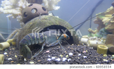 aquarium aquarium 60958554