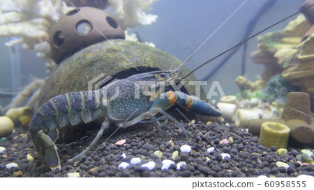 aquarium aquarium 60958555