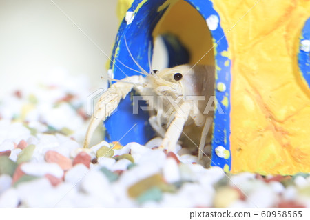 aquarium aquarium 60958565