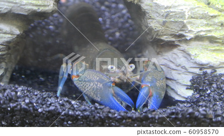 aquarium aquarium 60958570