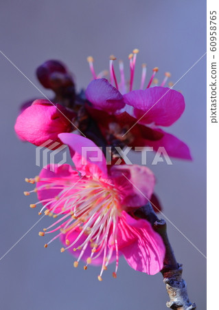 耐寒，綻放優雅 60958765