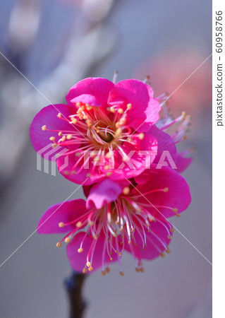 耐寒，綻放優雅 60958766