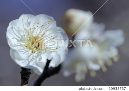 耐寒，綻放優雅 60958767