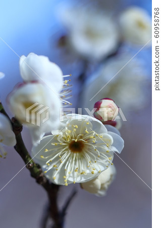 耐寒,綻放優雅 耐寒,綻放優雅 60958768