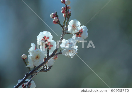 It bears the cold and blooms elegantly 60958770