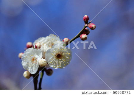 It bears the cold and blooms elegantly It bears the cold and blooms elegantly 60958771