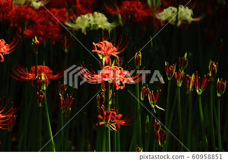 群集孤挺花,manjushage,藤蔓 群集孤挺花,manjushage,藤蔓 60958851
