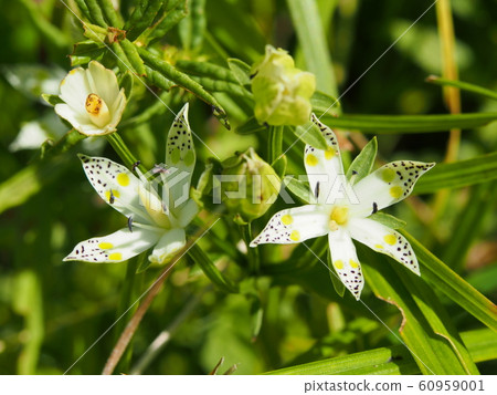 Akebonosou 60959001