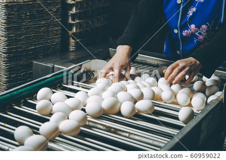 egg factory plant agriculture poultry chicken farm egg factory plant agriculture poultry chicken farm 60959022