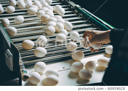 egg factory plant agriculture poultry chicken farm egg factory plant agriculture poultry chicken farm 60959028