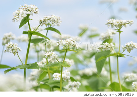Buckwheat fields, buckwheat flowers in Mizobe, Kagoshima Prefecture 60959039