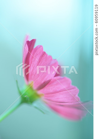 Cosmos flower picture material 60959119