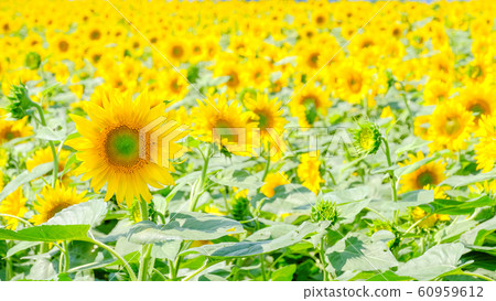 向日葵(Akeno向日葵田) 向日葵(Akeno向日葵田) 60959612