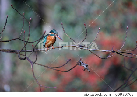 找到獵物翠鳥 找到獵物翠鳥 60959763