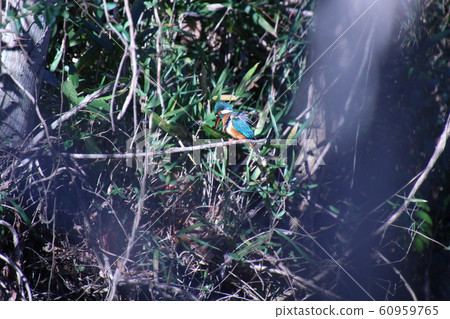 普通翠鳥 60959765