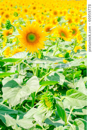 向日葵（Akeno向日葵田） 60959778