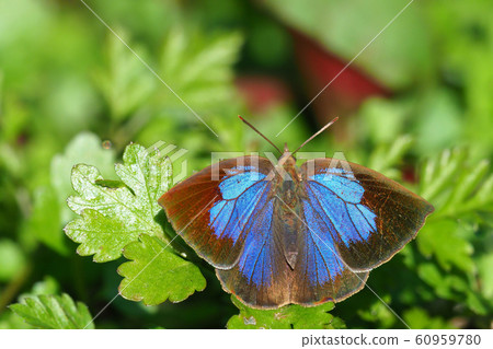 Murasaki Shijimi(女) Murasaki Shijimi(女) 60959780