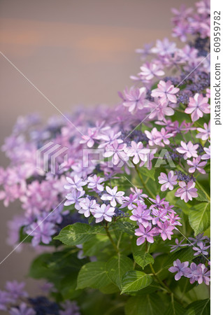 開花在公園的八仙花屬 開花在公園的八仙花屬 60959782