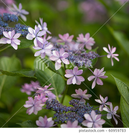 開花在公園的八仙花屬 60959783