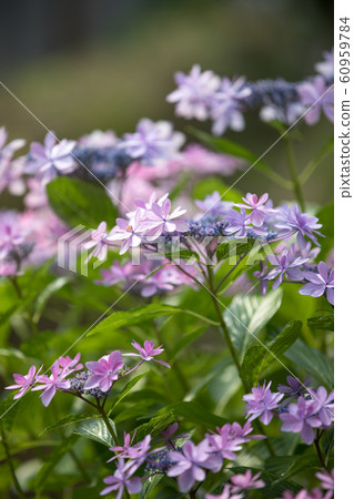 開花在公園的八仙花屬 60959784