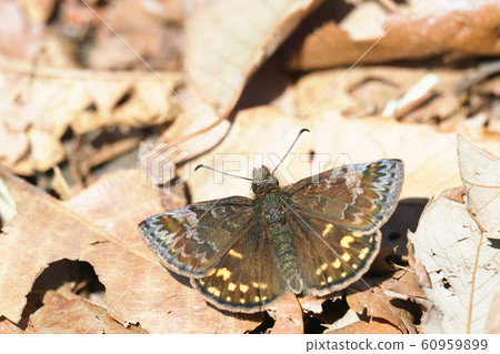 Miyama Seseri (male) 60959899