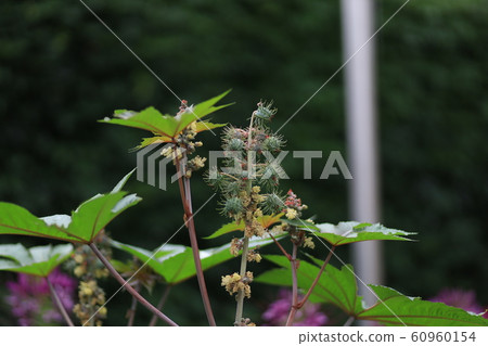 Flower Flower 60960154