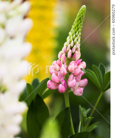 Multicolored Lupinas 60960279