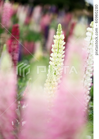 Multicolored Lupinas 60960280