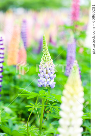 Multicolored Lupinas 60960281