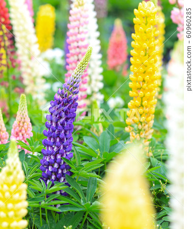 Multicolored Lupinas 60960285