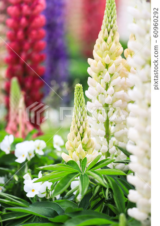 Multicolored Lupinas 60960292