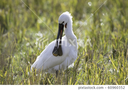 Spoonbill Izumi cranes 60960352