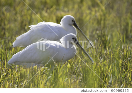 Spoonbill Izumi cranes 60960355
