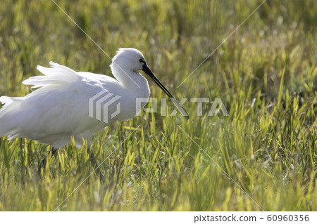 Spoonbill Izumi cranes 60960356
